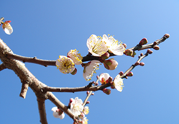 長福寺に咲く梅の花の画像