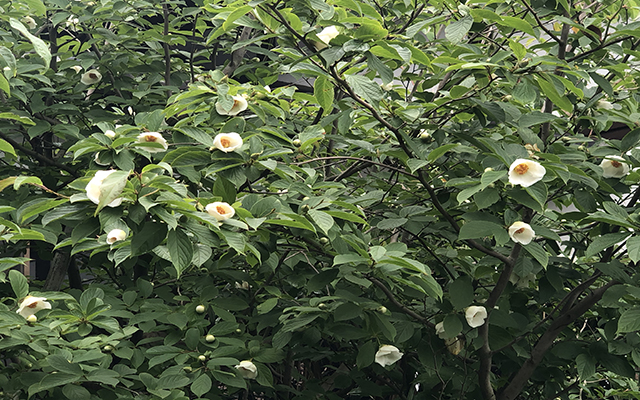 沙羅双樹の花の画像