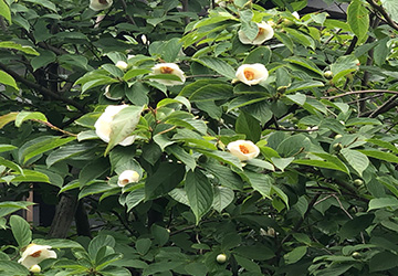愛宕山長福寺の沙羅双樹の花